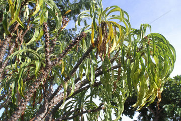 Branches and foliage of Pachypodium (Pachypodium meridionalis)  Ranohira  Massif of Isalo  Madagascar