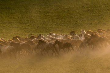 Horses running in a group in the meadow  Bashang Grassland  Zhangjiakou  Hebei Province  Inner Mongolia  China