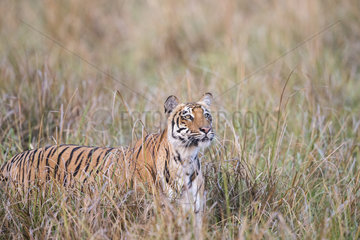 Bengal Tiger ( Panthera tigris tigris) in tall grass  Jim Corbett National Park  Uttarakhand  India