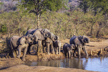 African bush elephant (Loxodonta africana)  Kruger National park  South Africa