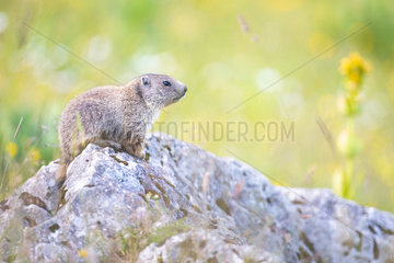 Alpine Marmot (Marmota marmota) looking around  Switzerland