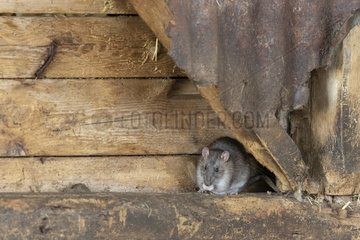 Brown rat (Rattus norvegicus) feeding behind a steel panel  Engalnd