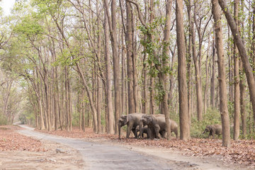 Asian or Asiatic elephant (Elephas maximus)  crossing a forest walkway of sal or sâla (Shorea robusta)  Jim Corbett National Park  Uttarakhand  India