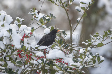 Blackbird (Turdus merula) perched in a snowy holly  Lorraine  France