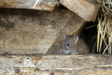 Brown rat (Rattus norvegicus) coming out of his hole  England