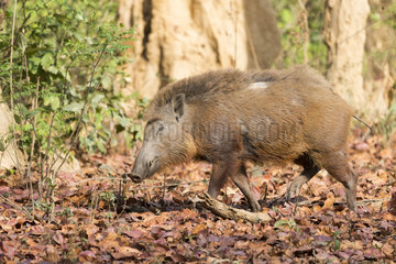 Indian boar (Sus scrofa cristatus)  adult male  Jim Corbett National Park  Uttarakhand  India