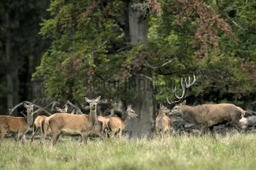 Red Deer (Cervus elephus)  stag and hinds  Dyrehaven  Denmark