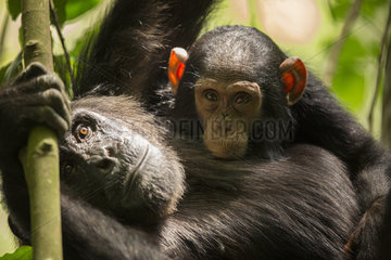 A young Chimpanzee (Pan troglodytes) suckles high in the trees in the rainforests of Africa.