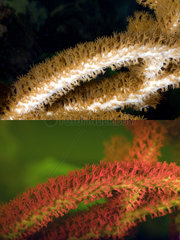 Fluorescent coral. Bushy Gorgonian  Rumphella sp.. Above photographed with daylight and bellow showing fluorescent colours photographed under special blue or ultraviolet light and filter. Many corals are intensely fluorescent under certain light wavelengths. Shallow water reef-building fluorescent corals seem to be more resistant to coral bleaching than other corals  and the higher the density of fluorescent pigments  the more likely to resist. This enables them to better protect the zooxanthellae that help sustain them. The pigments that fluoresce are photoproteins  and a current theory is that this acts as a type of sunscreen that prevents too much UV light damaging the zooxanthallae. These corals have the photoproteins above the zooxanthallae to protect them. Corals that grow in deeper water  where light is scarce  are using fluorescence to absorb UV light and reflect it back to the zooxanthallae to give them more light to turn into nutrients. These corals have the photoproteins below the zooxanthallae to reflect it back. Photographed in aquarium. Portugal