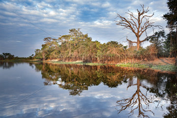 Landscape on the river side  Pantanal wetlands  Mato Grosso  Brazil