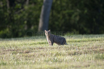 Forest cat (Felis silvestris) in a meadow  Lorraine  France