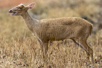 Common muntjac or Barking deer  adult female  Tadoba Andhari Tiger Reserve  Tadoba national park  Maharashtra  India