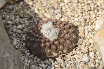 Esmeraldano cactus (Eriosyce esmeraldana) endemic in the Atacama region of northern Chile