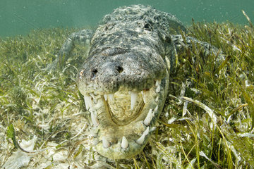 American crocodile (Crocodylus acutus)  Chinchorro Banks (Biosphere Reserve)  Quintana Roo  Mexico