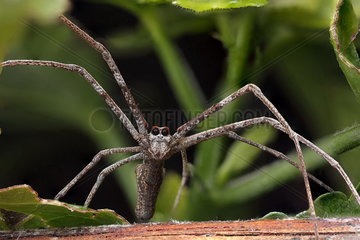 Rufous Net-casting Spider (Deinopis subrufa)  Australia