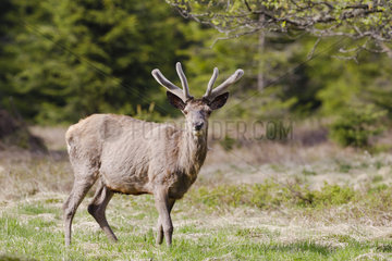 Red deer (Cervus elaphus) male  Vosges  France