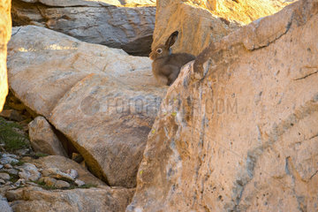 Mountain Hare (Lepus timidus) in summer brown coat  Alps  Switzerland.