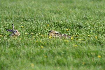 European hares in the grass - Texel Netherlands