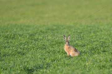 European hare in the grass - Texel Netherlands