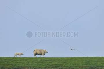 Sheep in the grass and headed Gull in flight-Texel Netherlands