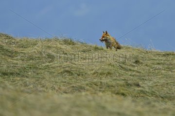 Red fox with prey in the mown grass - Alpes France