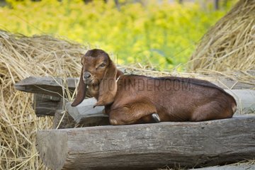 Young goat lying - PN Royal Bardia Nepal
