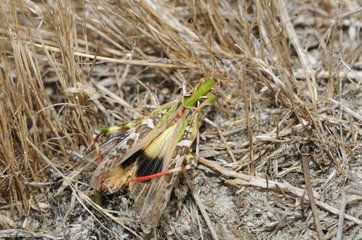 Grasshopper stridulating - Aquitaine France