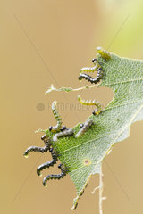 Sawfly larvae (craesus latipes) on a leaf  Alsace  France