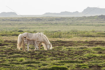 Icelandic pony mare and foal in the grass  Iceland