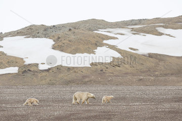 Polar bear (Ursus maritimus) female and her cubs 7 months old  on the shore  Nordaustlandet  Spitzberg  Svalbard.