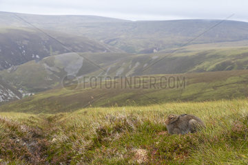 Mountain hare (Lepus timidus) laying amongst grass and heather  Scotland