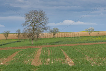 Spring countryside  Lorraine  France