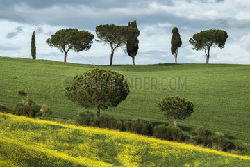 Cypresses (Cupressus sempervirens) and maritime pines (Pinus pinaster) in Val d'Orcia  San Quirico d'Orcia  Tuscany  Italy