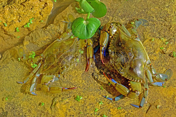 Blue crab (Callinectes sapidus). Ebro Delta  Spain. Origin East Coast USA introduced East Atlantic and Mediterranean.