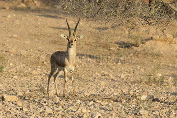 Chinkara (Gazella bennettii) male  Keechan Dunes  Rajasthan  India