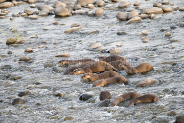 Smooth-coated otter (Lutrogale perspicillata)  group fishing in the Ramganga river  Jim Corbett National Park  Uttarakhand  India