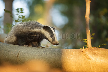 European Badger (Meles meles). A young cub climbs over a fallen tree in the Peak District National Park  UK.