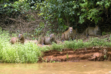 Capybara (Hydrochaerus hydrochaeris) family on a riverbank  Pantanal  Brazil