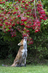 Red fox (Vulpes vulpes) feeding on Guelder rose (Viburnum opulus)  England