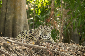 Jaguar (Panthera onca) is a wild cat species and the only extant member of the genus Panthera native to the Americas. Pantanal  Mato Grosso  Brazil