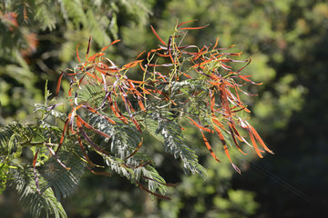 Mimosa (Acacia dealbata)  young pods  Reserva Nacional Lago Peñuelas  V Region of Valparaiso  Chile