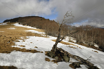 Summit in winter  meadow  beech grove  Ballon d Alsace  Territoire de Belfort  France