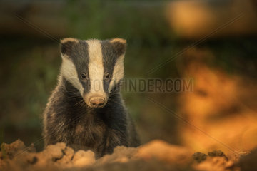 A Badger (Meles meles) emerges from the sett in the late evening sun in the Peak District National Park  UK.