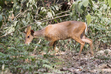 Barking Deer (Muntiacus muntjak)  Jim Corbett National Park  Uttarakhand  India