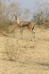 Chinkara (Gazella bennettii)  Keechan Dunes  Rajasthan  India