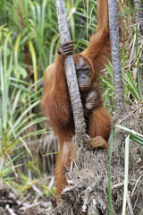 Orang utan (Pongo pygmaeus) with young  Tanjung Puting  Kalimantan  Indonesia