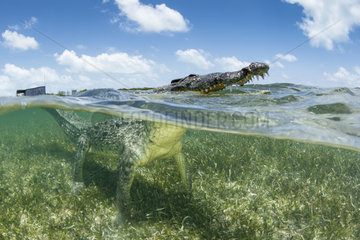 American crocodile surfacing  (Crocodylus acutus)  Chinchorro Banks (Biosphere Reserve)  Quintana Roo  Mexico