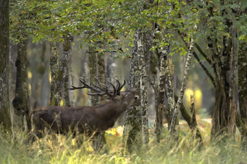 Red Deer (Cervus elaphus) male bellowing in the undergrowth  Boutissaint Forest  Yonne  Burgundy  France