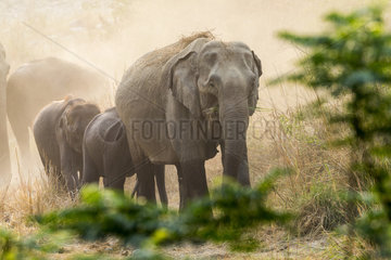 Asian or Asiatic elephant (Elephas maximus)  dust bath  Jim Corbett National Park  Uttarakhand  India