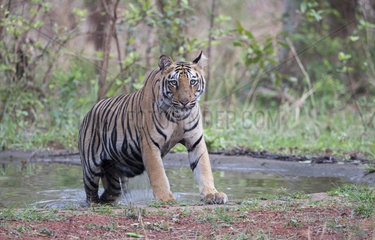Bengal tiger (Panthera tigris tigris)  refreshes itself in an artificial water hole created by the guards of the reserve  Tadoba national park  Tadoba Andhari Tiger Reserve  Maharashtra  India